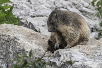 Marmot (Marmota marmota), Monte Baldo, Italy, Europe
