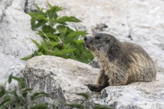 Marmot (Marmota marmota), Monte Baldo, Italy, Europe