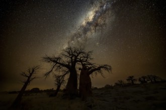 Silhouette of a baobab tree with starry sky and Milky Way, African baobab (Adansonia digitata),
