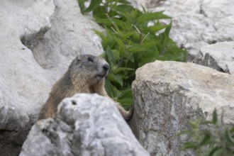 Marmot (Marmota marmota), Monte Baldo, Veneto, Italy, Europe