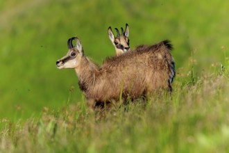 Two chamois standing in the high grass on a gentle hill, chamois, chamois, (Rupicapra rupicaprae),