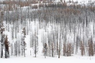 Deadwood ... Yellowstone National Park after fierce forest fires, forest fire, USA, view over a