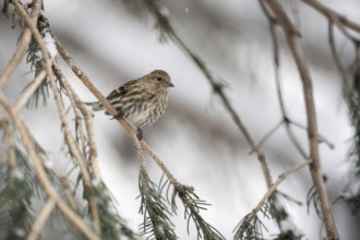 Inconspicuous... Pine siskin (Spinus pinus) in the branches of a conifer, adult bird in winter,
