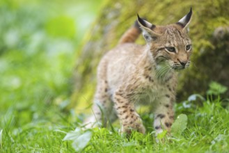 Eurasian lynx (Lynx lynx) youngster on a meadow, Bavaria, Germany, Europe