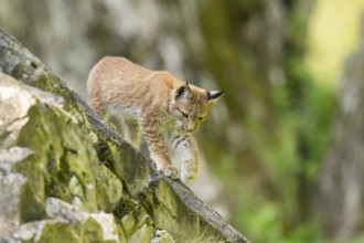 Eurasian lynx (Lynx lynx) youngster climbing on a rock, Bavaria, Germany, Europe