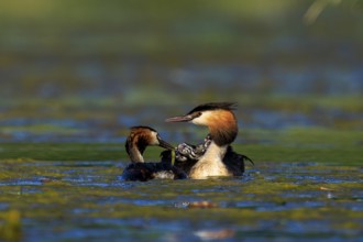 Great Crested Grebe, (Podiceps Scalloped ribbonfish), with chicks, wildlife, Germany, Europe