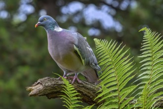 Common wood pigeon (Columba palumbus) perched on tree branch with ferns in forest