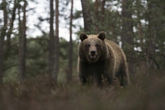 European brown bear (Ursus arctos) at the edge of a pine forest, walking through, standing in the