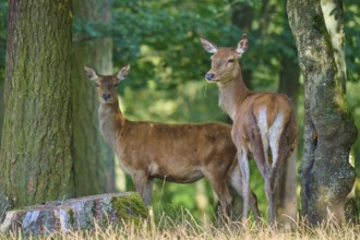 Red deer (Cervus elaphus), two hinds, stand in the sparse forest next to large trees and look