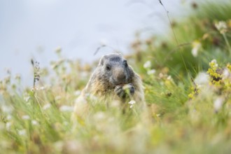 Alpine marmot (Marmota marmota) in autumn, Grossglockner, High Tauern National Park, Austria,
