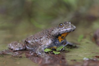 Highly endangered... Yellow-bellied toad (Bombina variegata), toad sits in the shallow water of a