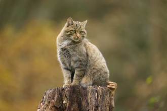 European wildcat (Felis silvestris), on a tree stump against an autumnal background, Germany,