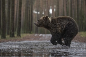 Travelling in a hurry... European brown bear (Ursus arctos), young bear crossing a forest road in a