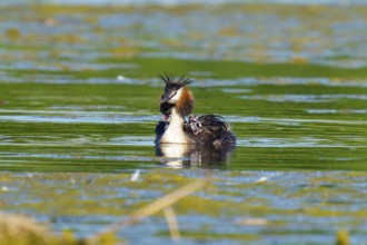 A bird in the water with a wide view, the surroundings radiate vastness and tranquillity, Great