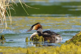 A bird swims calmly in the water, surrounded by reeds, with a relaxed and peaceful atmosphere,