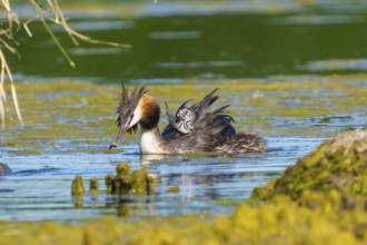 Great Crested Grebe with chick on its back has a fish in its beak, Great Crested Grebe, (Podiceps