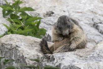 Marmot (Marmota marmota), Monte Baldo, Italy, Europe