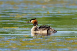 A solitary great crested grebe swimming in still water, Great crested grebe, (Podiceps Scalloped