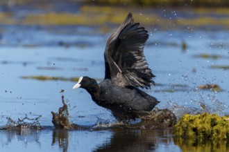 Eurasian Coot with spread wings moving powerfully through the water, water splashing up, coot,