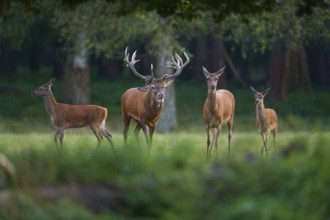 Red deer (Cervus elaphus), stag with hinds, on a green forest meadow, penetrated by soft light,