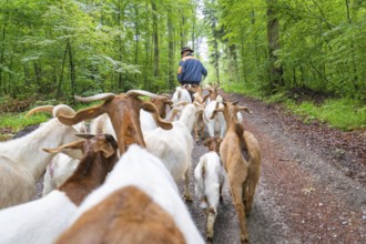 Herd of goats follows shepherds on a green forest path, forest pasture Gechingen, compensation