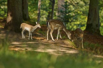 Fallow deer (Dama dama), female, three fallow deer with fawn standing together in a shady forest,