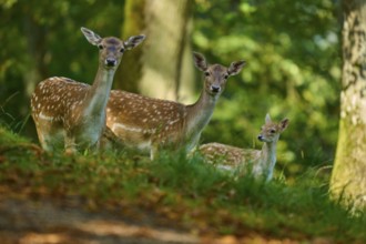 Fallow deer (Dama dama), female, three fallow deer with fawn standing in the forest and enjoying