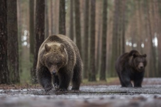 Colour variations... European brown bear (Ursus (genus) arctos), two bears running towards the