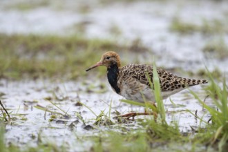 Foraging for food... Ruff (Philomachus pugnax) on migration in a moor in Lower Saxony, highly