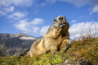 Alpine marmot (Marmota marmota) in autumn, Grossglockner, High Tauern National Park, Austria,