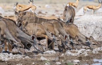 Greater kudu (Tragelaphus strepsiceros), group, drinking at waterhole, Nxai Pan National Park,