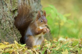 Eurasian squirrel (Sciurus vulgaris), sitting and nibbling on a nut in autumn forest, Germany,