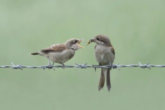Handing over food... Red-backed shrike (Lanius collurio), female feeds hungry begging chick on a