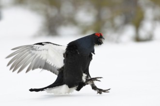 Make way... Black grouse (Lyrurus tetrix), black grouse flies in, lands excitedly in the snow on