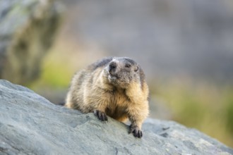 Alpine marmot (Marmota marmota) in autumn, Grossglockner, High Tauern National Park, Austria,