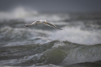 Herring gull (Larus argentatus) in the surf with a captured starfish in its beak, Hvide Sande,