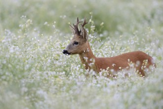 Roe Deer (Capreolus capreolus), strong buck with nice antlers, standing, hiding in a flowering