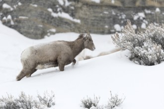 Mountain habitat... Bighorn sheep (Ovis canadensis) in winter, high snow, struggles up a mountain