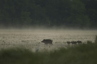Wild boar (Sus scrofa), young animals, egrets, water, light fog, morning mood, Lower Austria