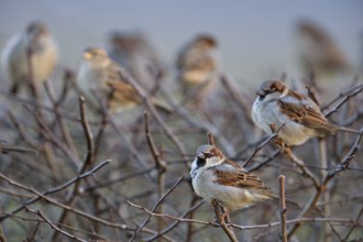 In the neighbour's hedge... House sparrow (Passer domesticus), whole flock, group, small flock of