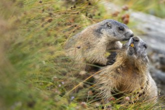 Alpine marmot (Marmota marmota) in autumn, Grossglockner, High Tauern National Park, Austria,