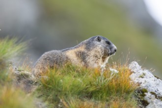 Alpine marmot (Marmota marmota) in autumn, Grossglockner, High Tauern National Park, Austria,