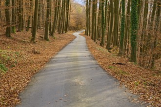 Narrow path through an autumnal forest covered with leaves, Lindenfels, Bergstrasse district,