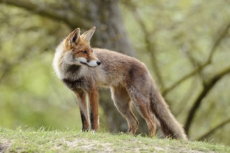 Looking back... Red fox (Vulpes vulpes), fox in short summer coat, standing on a small hill in