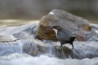 In the current... White-throated Dipper (Cinclus cinclus) in its typical habitat, standing in