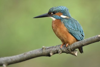 In profile... Kingfisher (Alcedo atthis) in spring on its perch hunting for small fish, male bird