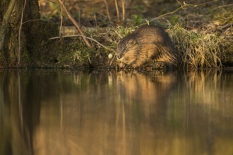 On the riverbank... Muskrat (Ondatra zibethicus), also known as muskrat, invasive species