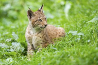Eurasian lynx (Lynx lynx) youngster on a meadow, Bavaria, Germany, Europe