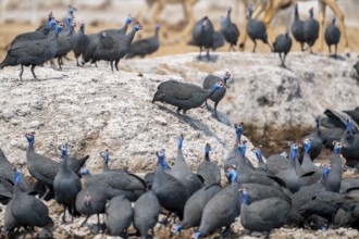 Helmeted guinea fowl (Numida meleagris), flock at the waterhole, Nxai Pan National Park, Botswana,