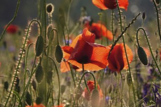Picturesque beautiful poppies, June, Germany, Europe